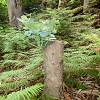 Plants: image 125 Of 208 Thumb